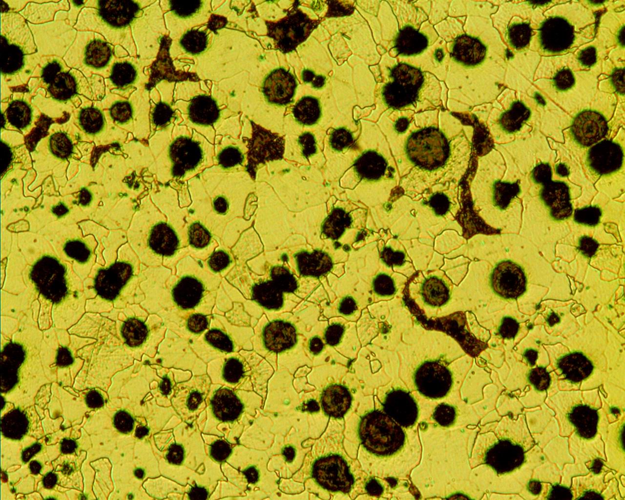 ��ī����