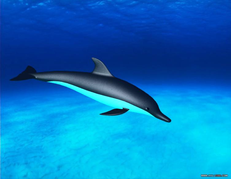 dolphin-zxys2.jpg