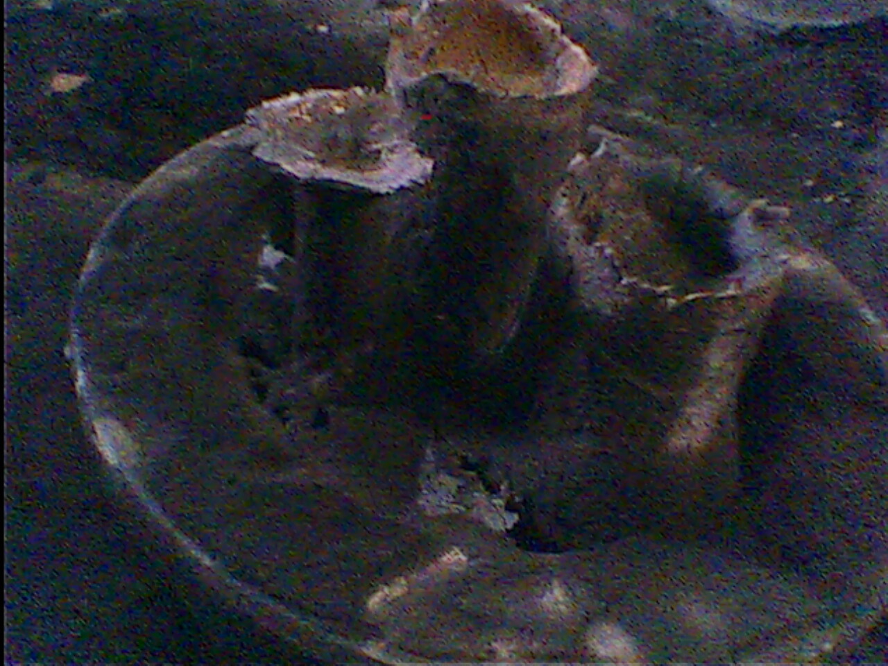 IMG0271A.jpg