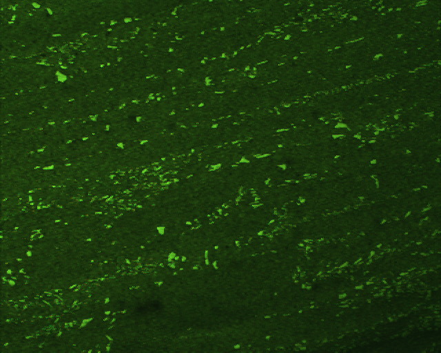 091214 Cr12Mo1V1 300X41X62 2���� 100X ID544.jpg