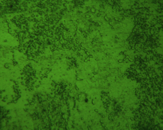 091225 2.5X130 800X ID541.jpg