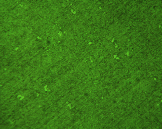 091214   DC53 3���� 400X ID577.jpg